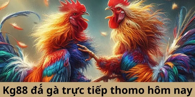 Debet đá gà trực tiếp thomo hôm nay