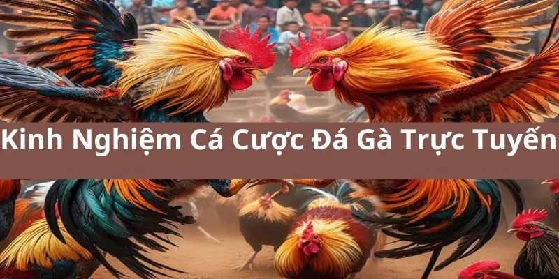 Bật mí kinh nghiệm cá cược đá gà trực tuyến hiệu quả