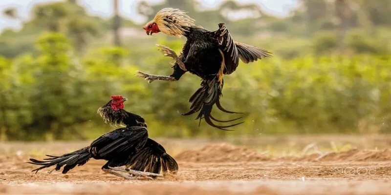 Kinh nghiệm chơi đá gà cựa dao