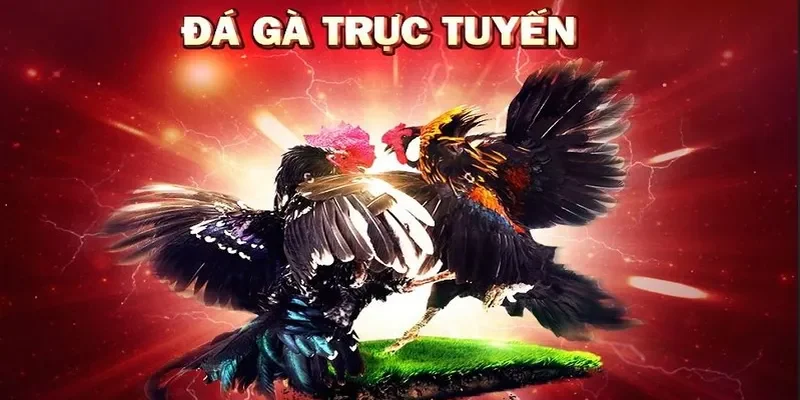 Đá gà trực tuyến là trò chơi được yêu thích